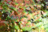 Rainbow Colored Ammolite (Fossil Ammonite Shell) - Alberta #236410-2